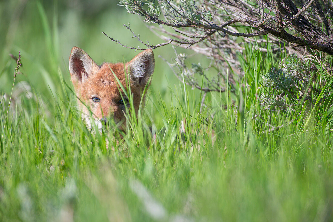 Coyote pup hiding in grass looking at camera, Jackson Hole, Wyoming, USA