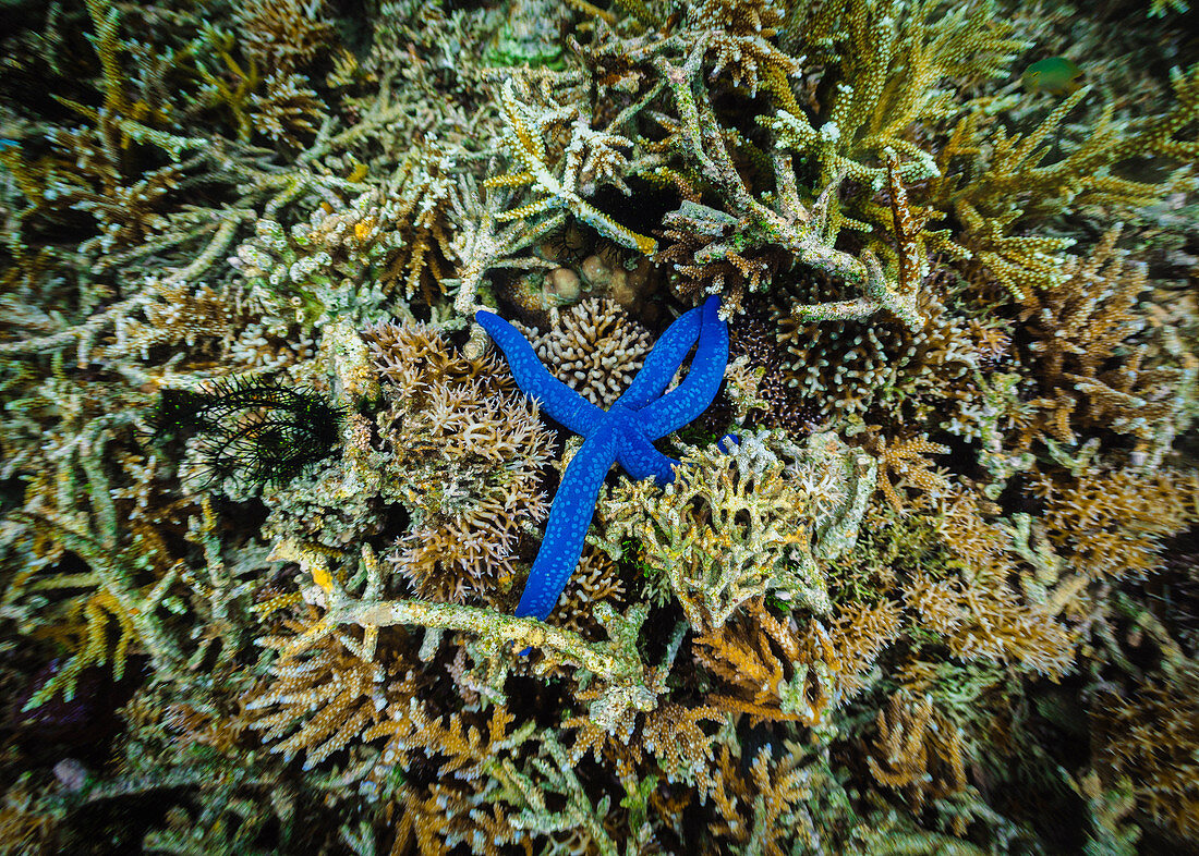 Unterwasseransicht von den blauen Starfish auf Korallen, Komodo, Nusa Tenggara Timur, Indonesien