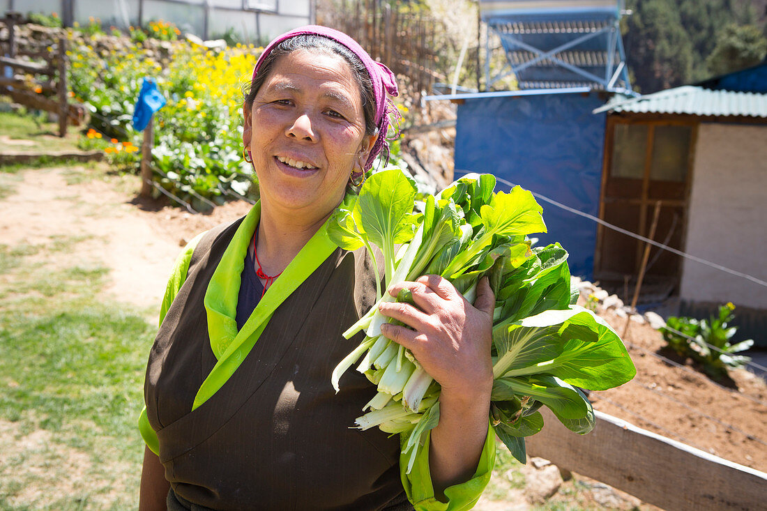 A Sherpani (Sherpa woman) at a guesthouse in Monjo along the trekking to Everest Base Camp, holding freshly harvested eco friendly spinach. The trek to Everest Base Camp (EBC) is possibly the most dramatic and picturesque in the Nepalese Himalaya. Not only will you stand face to face with Mount Everest, Sagarmatha in Nepali language, at 8,848 m (29,029 ft), but you will be following in the footsteps of great mountaineers like Edmund Hillary and Tenzing Norgay. The trek is scenic and offers ever-changing Himalayan scenery through forests, hills and quaint villages. A great sense of anticipation