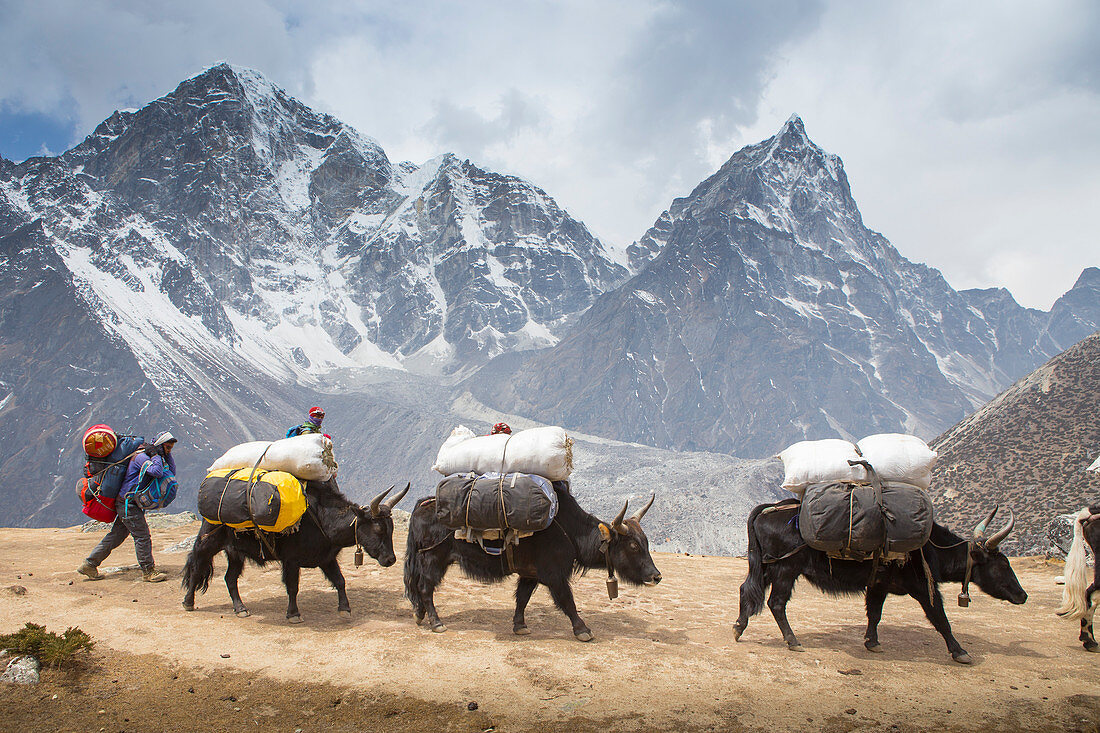 Eine Karawane von Yaks mit schweren Lasten auf dem Weg zum Everest Base Camp