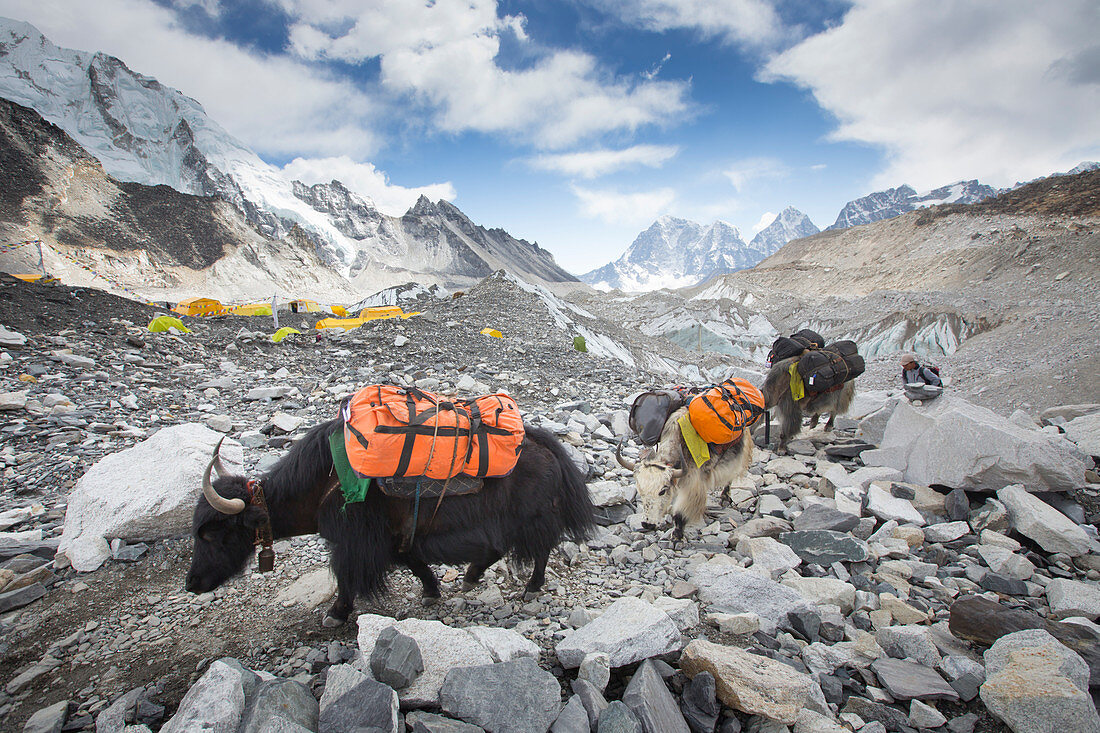 Yaks are entering Everest base camp (5364 meters / 17,598 ft) after carrying loads of climbers all the way from Lukla. The trek to Everest Base Camp (EBC) is possibly the most dramatic and picturesque in the Nepalese Himalaya. Not only will you stand face to face with Mount Everest, Sagarmatha in Nepali language, at 8,848 m (29,029 ft), but you will be following in the footsteps of great mountaineers like Edmund Hillary and Tenzing Norgay. The trek is scenic and offers ever-changing Himalayan scenery through forests, hills and quaint villages. A great sense of anticipation builds as you trek u