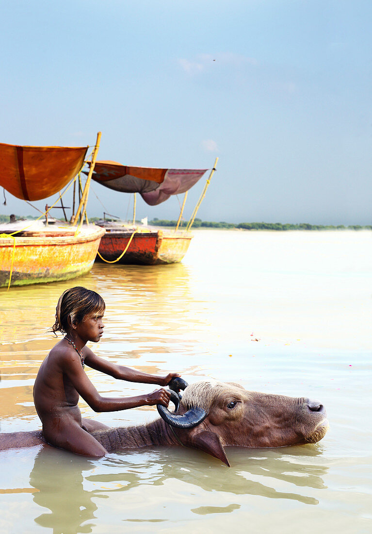 Little Indian boy swimming with bull in Ganges River, Varanasi, India