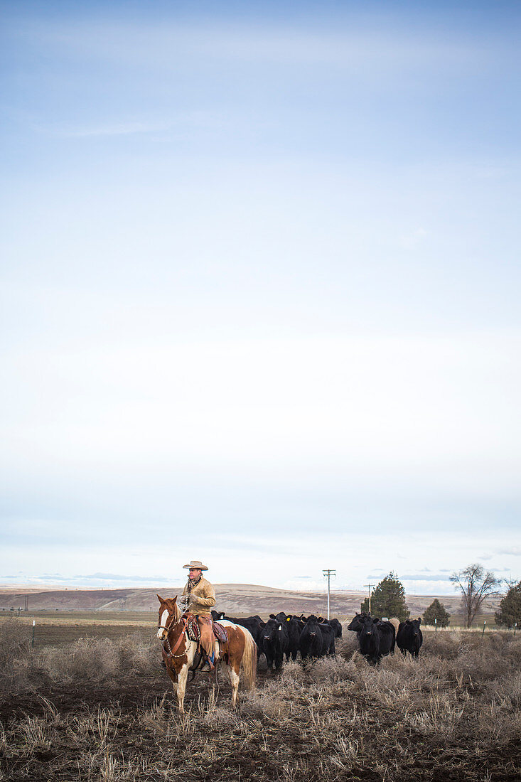 Clear sky over rancher herding cattle on horseback, Oregon, USA