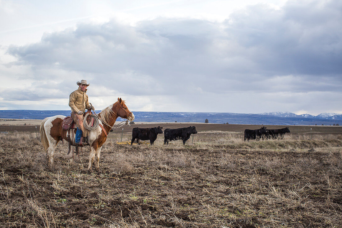 Viehzüchter auf Pferd beim Treiben von Rindern, Oregon, USA