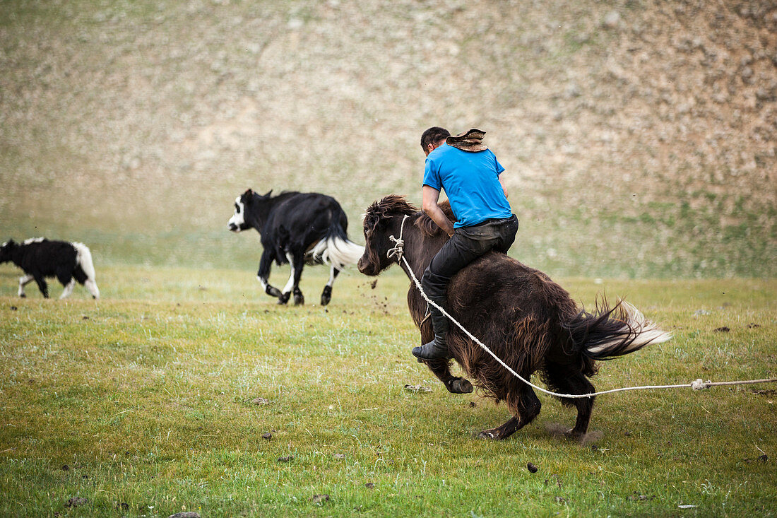 Mann reitet wilden Yak, Bulgan, Zentralmongolei, Mongolei, Mongolei