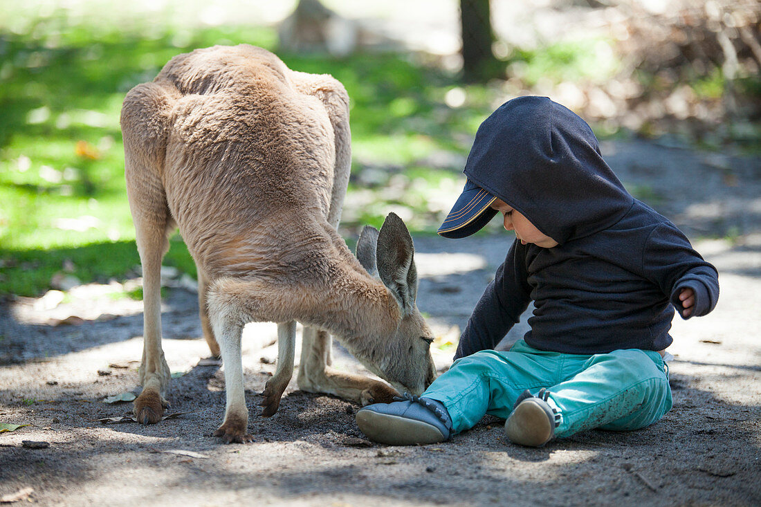 Kleinkind mit Känguru im Zoo von Perth, Australien