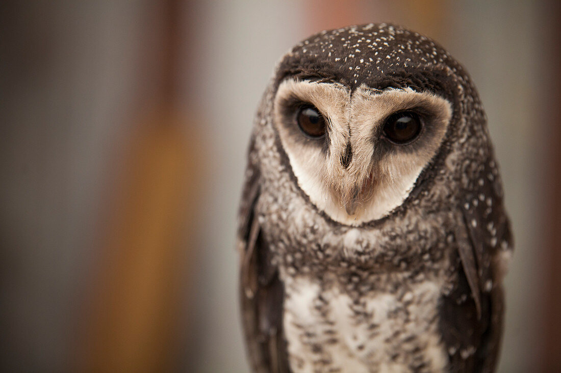 The greater sooty owl (Tyto tenebricosa), is a medium to large owl found in south-eastern Australia, Montane rainforests of New Guinea and have been seen on Flinders Island in the Bass Strait.