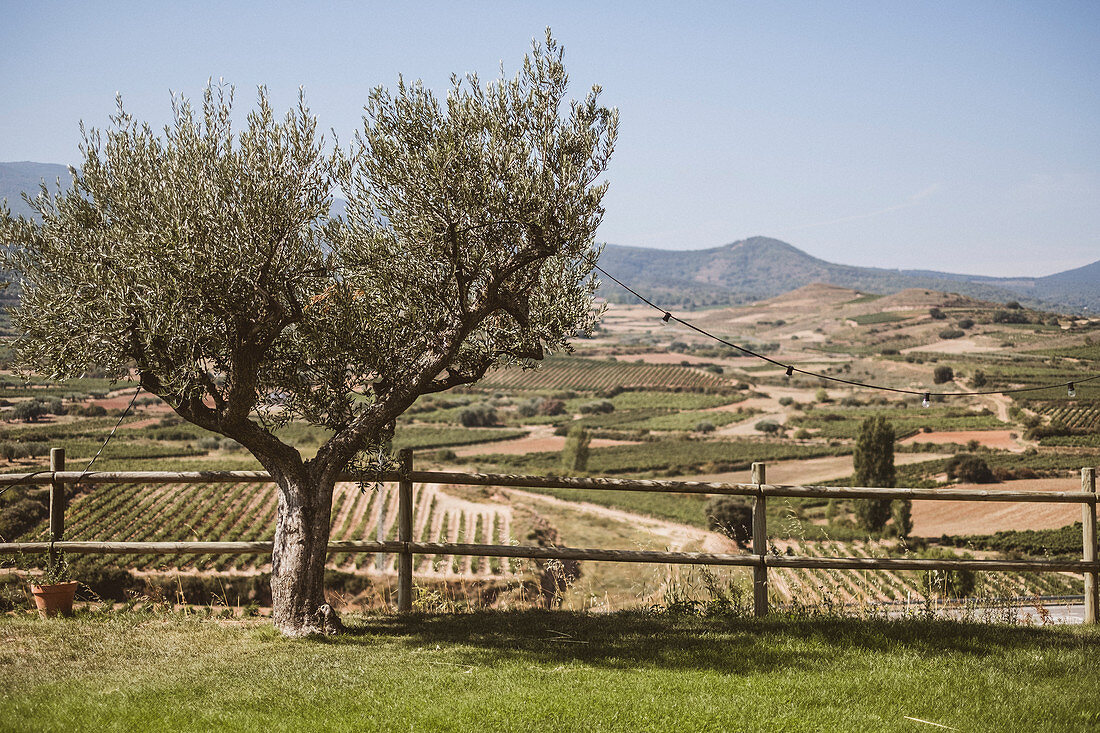 Olivenbaum mit Weinberg im Hintergrund, Rioja, Pamplona, Spanien