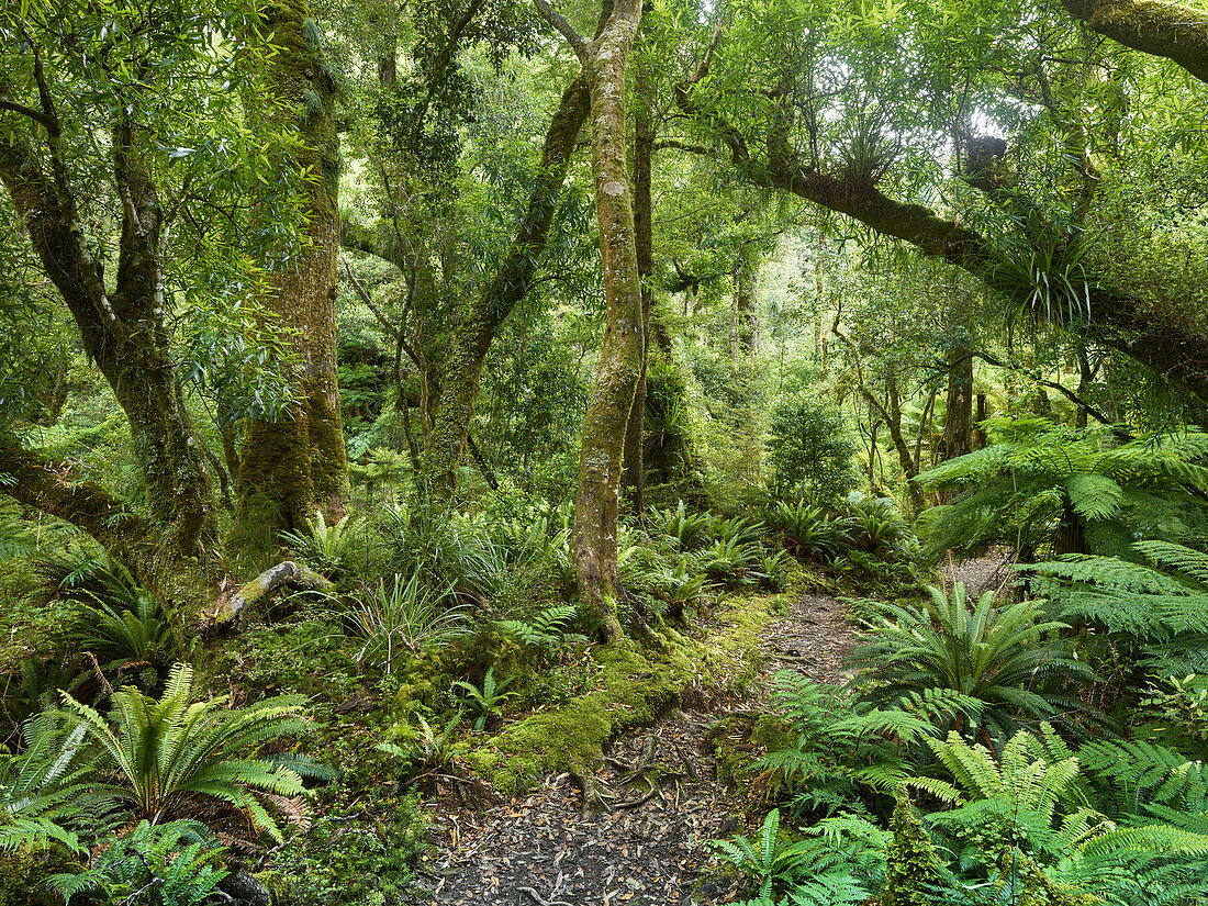Regenwald am Weg zu den Korokoro Falls, Te Urewera Nationalpark, Nordinsel, Neuseeland, Ozeanien