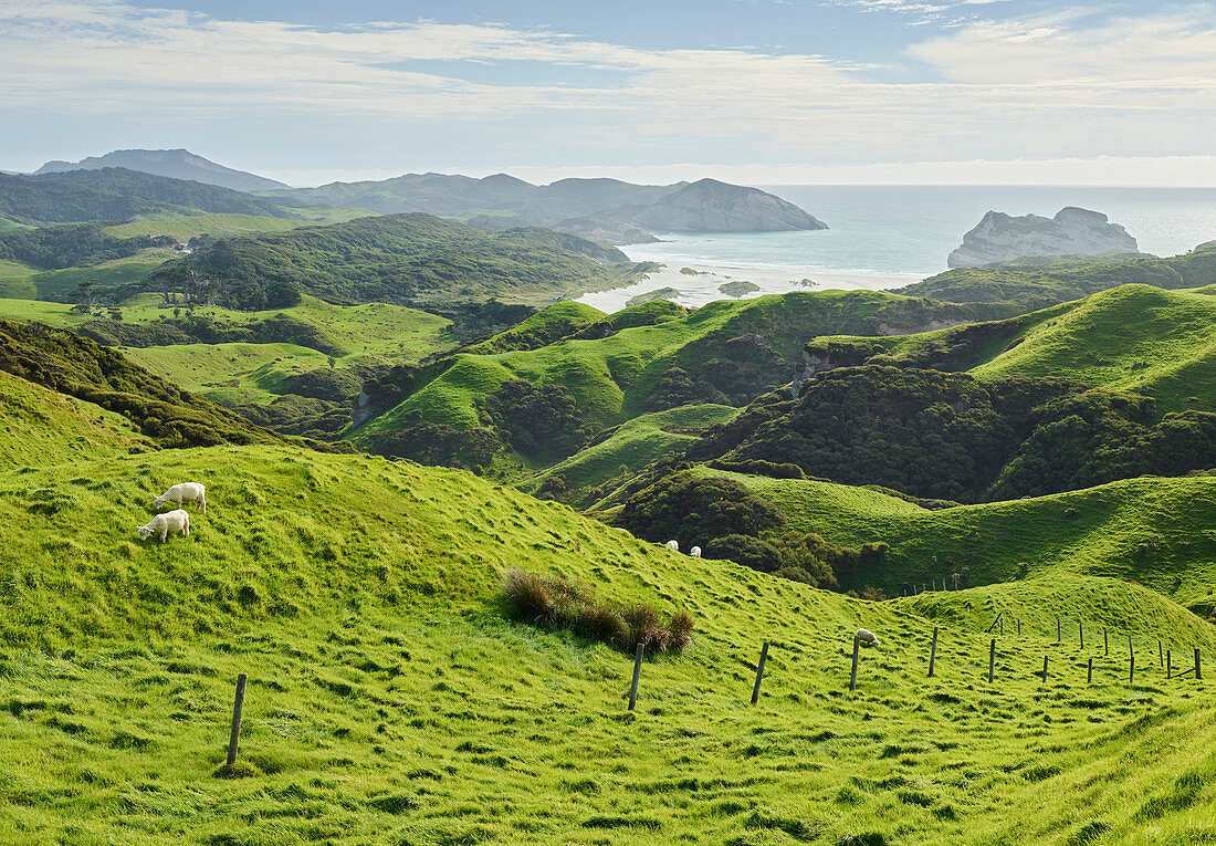 Coast near Wharariki Beach, Tasman, South Island, New Zealand, Oceania