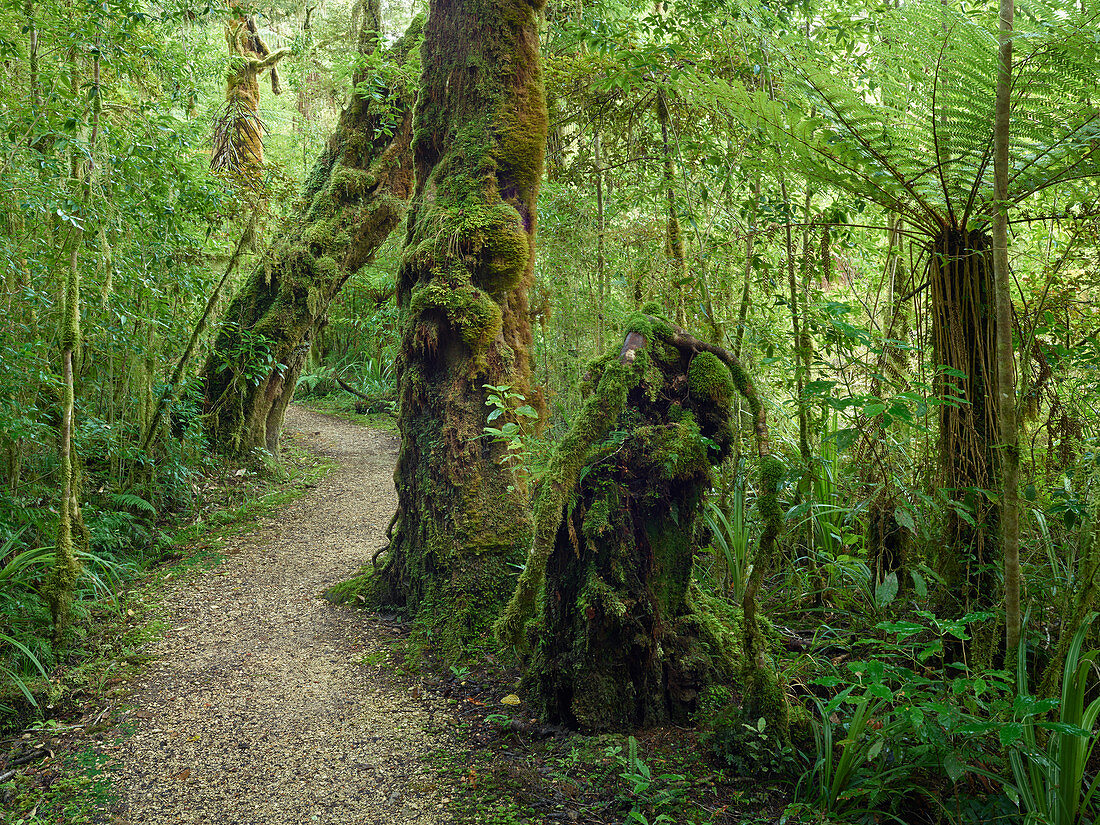 Weg durch den Regenwald, Loop Track, Oparara Basin, Kahurangi Nationalpark, Südinsel, Neuseeland,