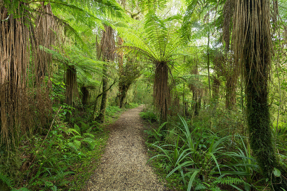 Weg durch den Regenwald, Loop Track, Oparara Basin, Kahurangi Nationalpark, Südinsel, Neuseeland,