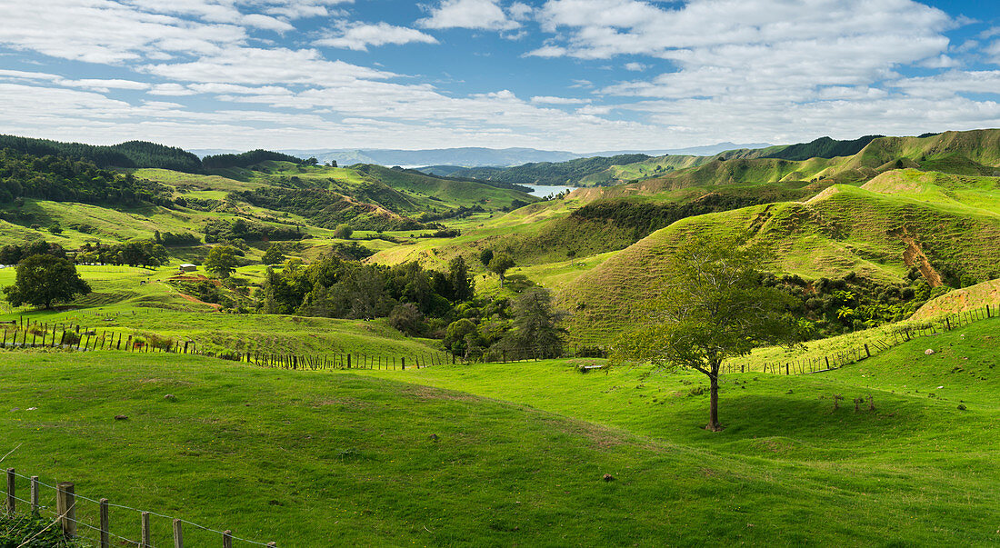 Nahe Kinohaku, Waikato, Nordinsel, Neuseeland, Ozeanien