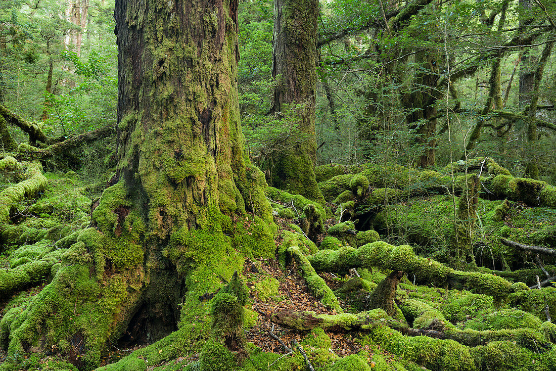 Rainforest at Lake Gunn Walkway, Fiordland National Park, Southland, South Island, New Zealand, Oceania