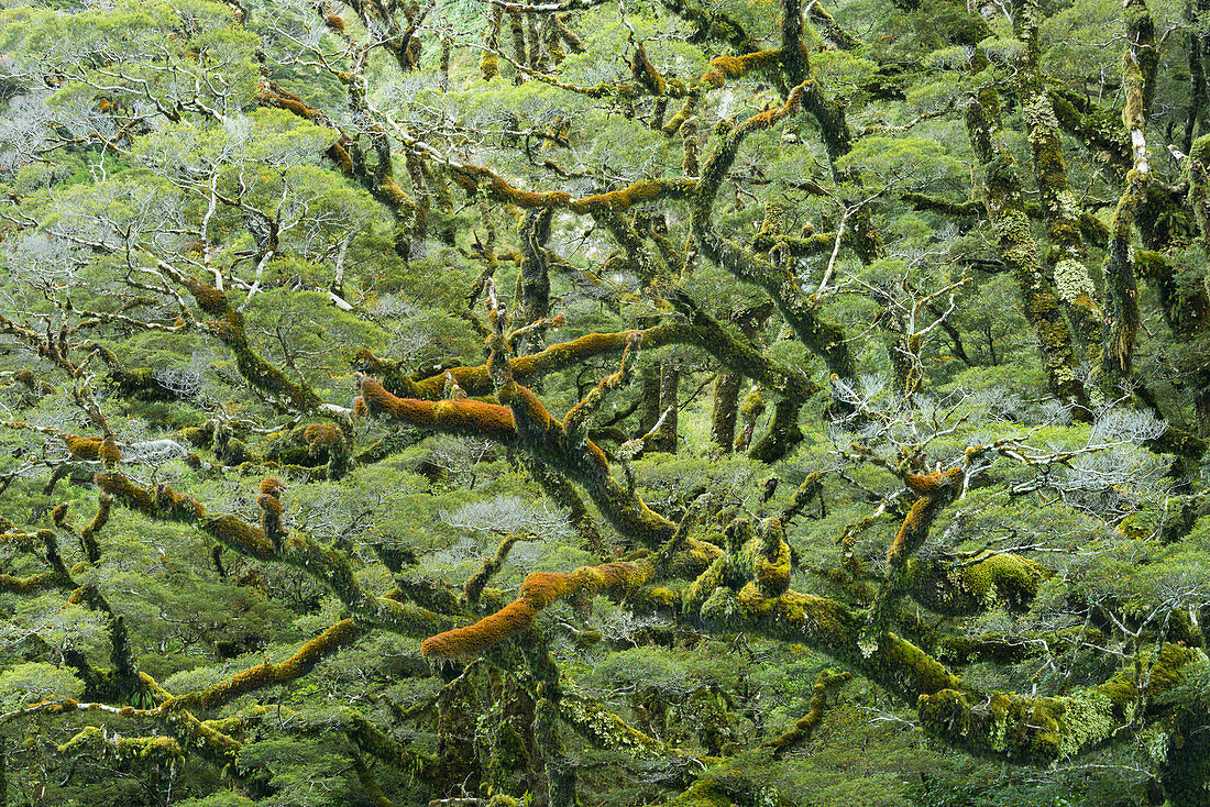 Regenwald, Fiordland Nationalpark, Southland, Südinsel, Neuseeland, Ozeanien