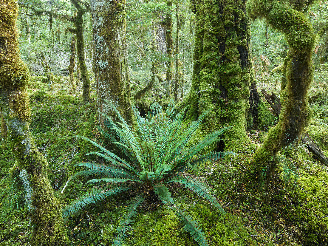 Rainforest at Lake Gunn Walkway, Fiordland National Park, Southland, South Island, New Zealand, Oceania