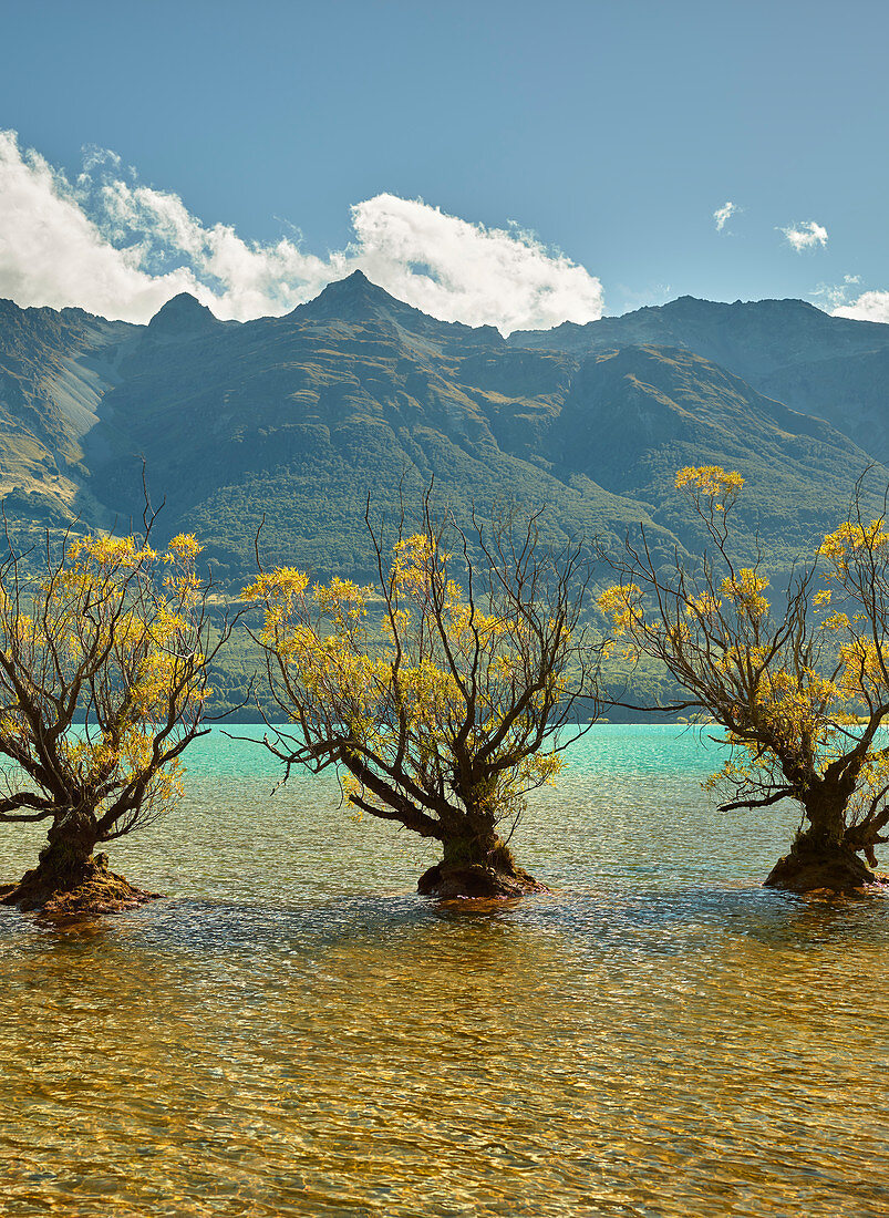 Willows, Glenorchy, Lake Wakatipu, Otago, South Island, New Zealand, Oceania