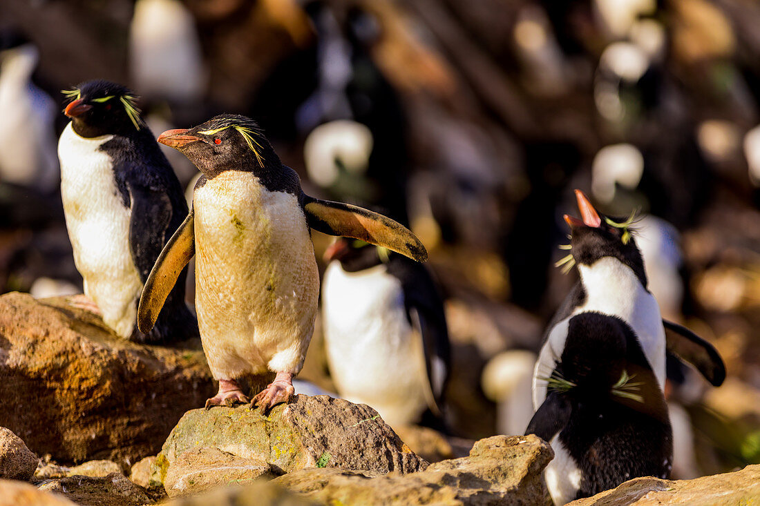 Macaroni penguins (Eudyptes chrysolophus) roaming around New Island, Falkland Islands, South America