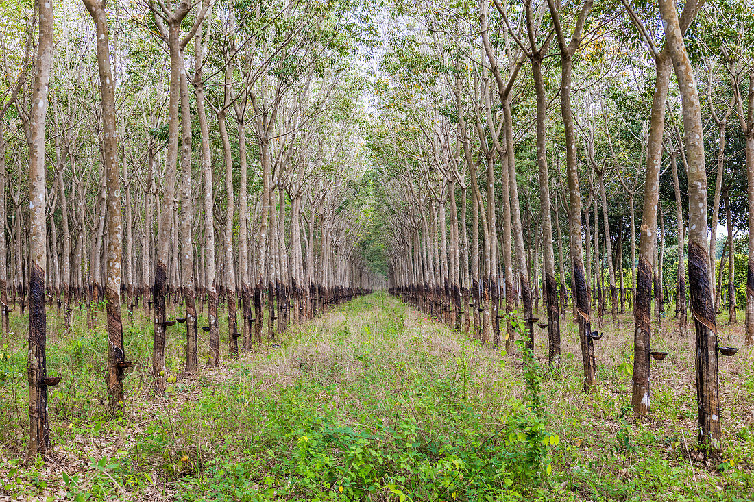 Trees in a rubber plantation in jungle of Cambodia, Indochina, Southeast Asia, Asia