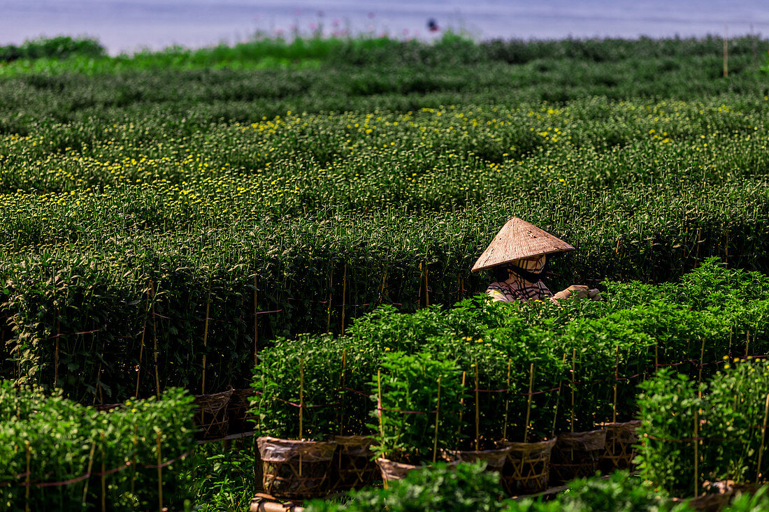 Village farmers in the Mekong Delta away from the intense city life of Saigon, Vietnam, Indochina, Southeast Asia, Asia