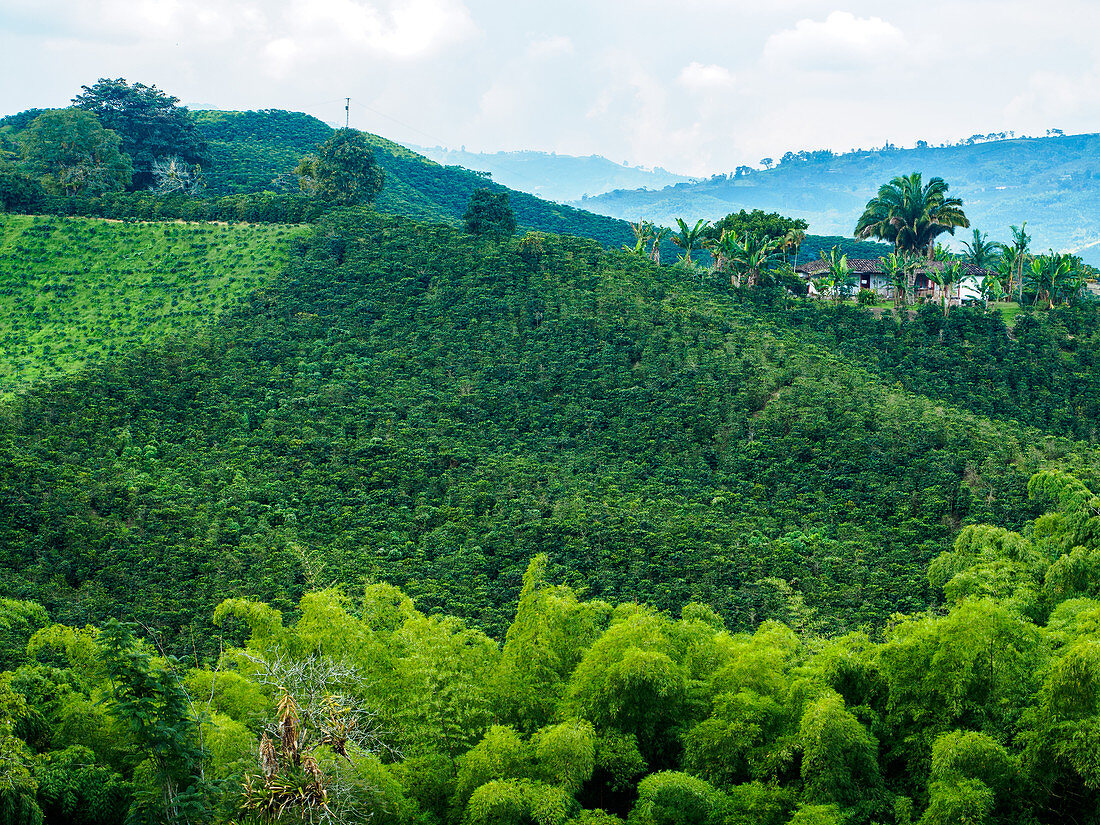 Hillside of coffee plants, Hacienda Guayabal, near Manizales, Coffee Region, Colombia, South America