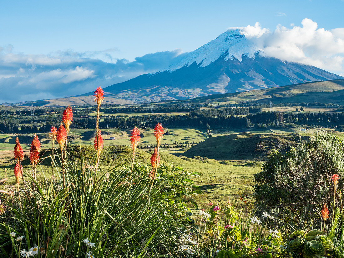Cotopaxi-Vulkan mit orangefarbenen Fackellilien (Kniphofia) im Vordergrund, Anden-Berge, Ecuador, Südamerika