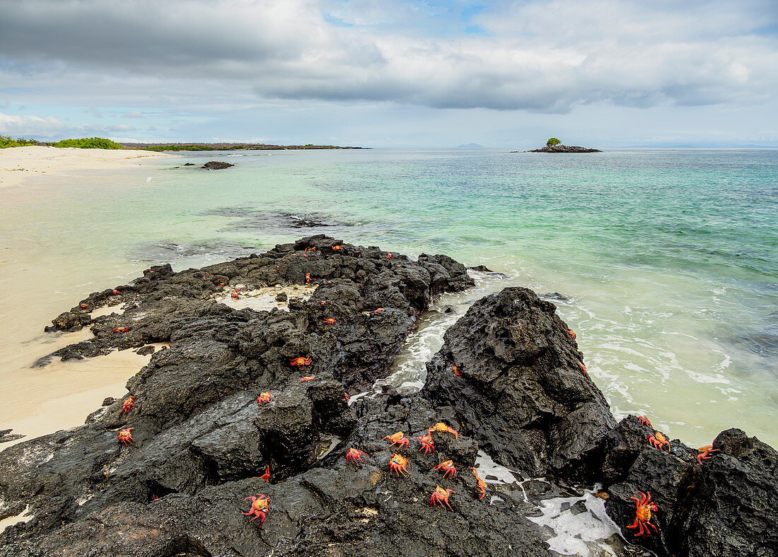 Sally Lightfoot Crabs (Grapsus Grapsus), Bachas Beach, Insel Santa Cruz, Galapagos, UNESCO-Welterbestätte, Ecuador, Südamerika