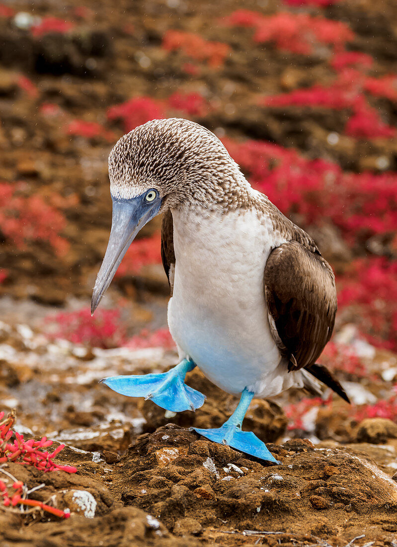 Blaufußtölpel (Sula nebouxii), Punta Pitt, Insel San Cristobal (Chatham), Galapagos, UNESCO-Welterbestätte, Ecuador, Südamerika