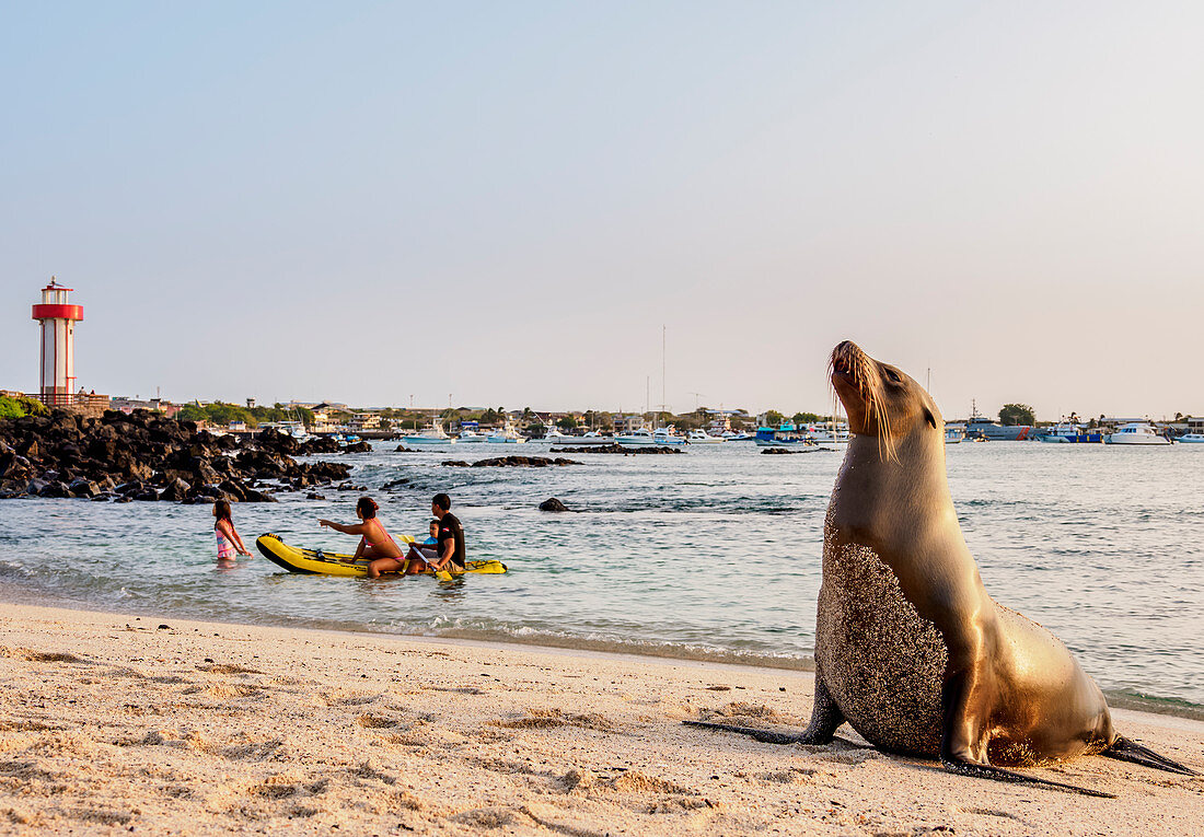 Sea Lion (Zalophus wollebaeki), Playa Mann, sunset, Puerto Baquerizo Moreno, San Cristobal (Chatham) Island, Galapagos, UNESCO World Heritage Site, Ecuador, South America