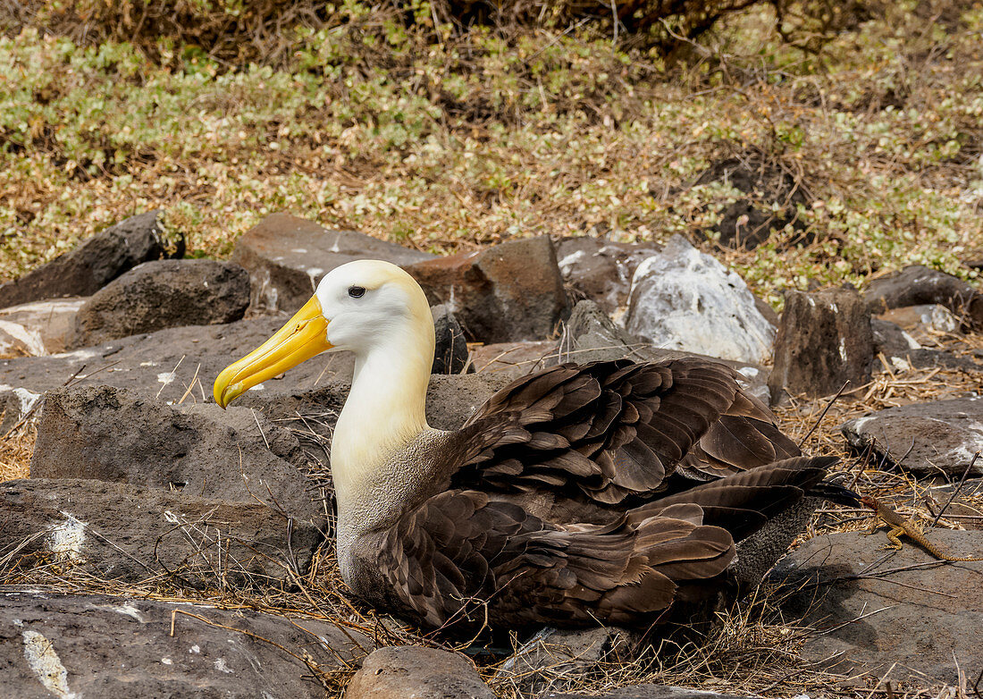 Waved albatross (Phoebastria irrorata), Punta Suarez, Espanola (Hood) Island, Galapagos, UNESCO World Heritage Site, Ecuador, South America