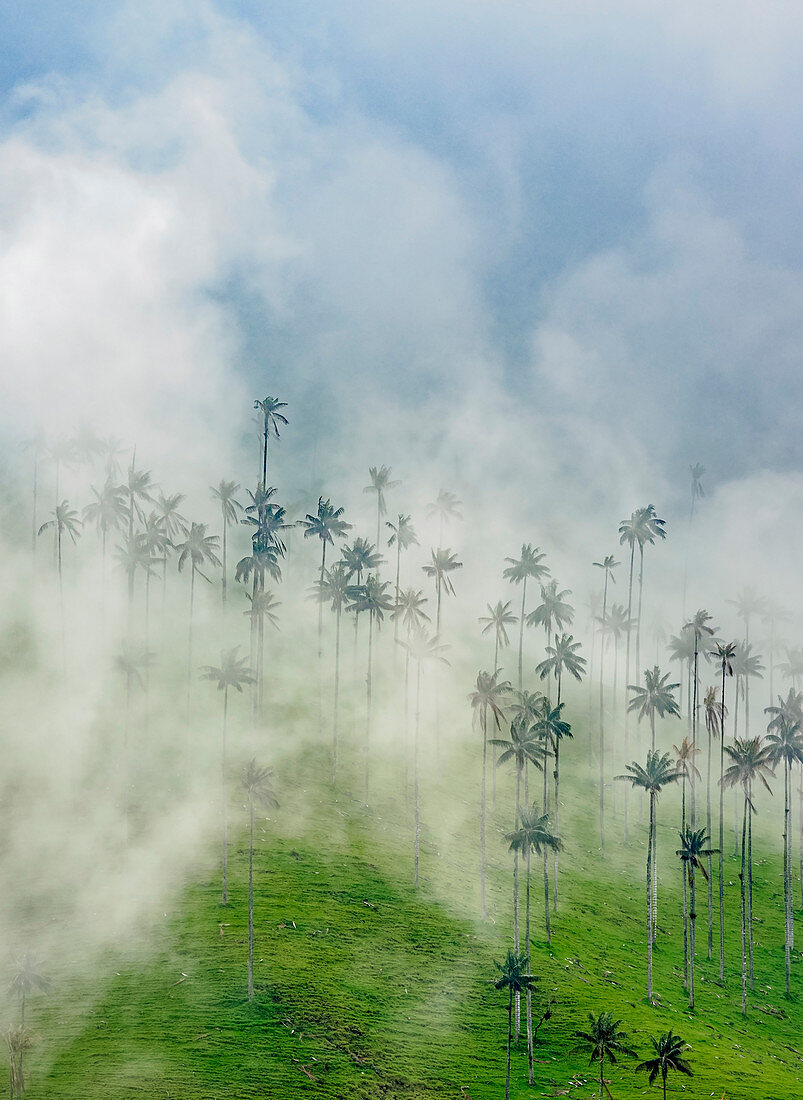 Wachspalmen (Ceroxylon quindiuense), Cocora Valley, Salento, Department Quindio, Kolumbien, Südamerika