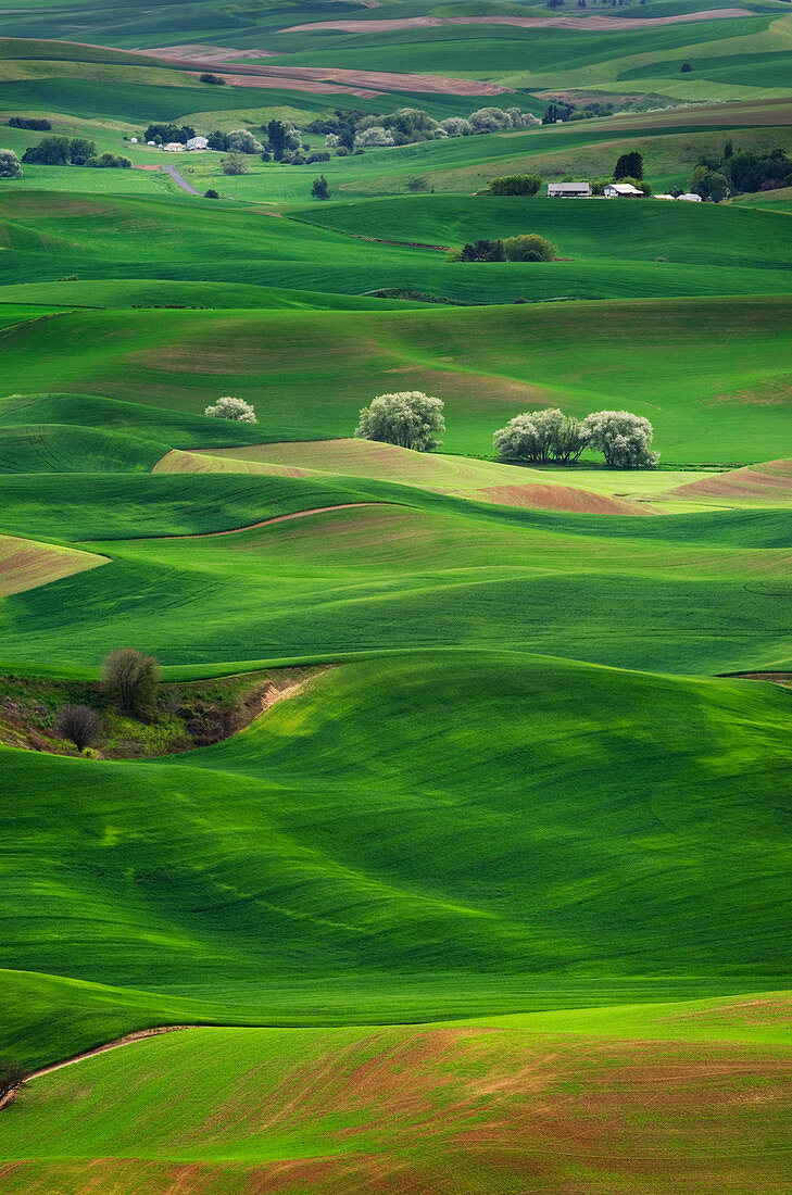 Rolling green hills in rural landscape, Palouse, Washington, USA