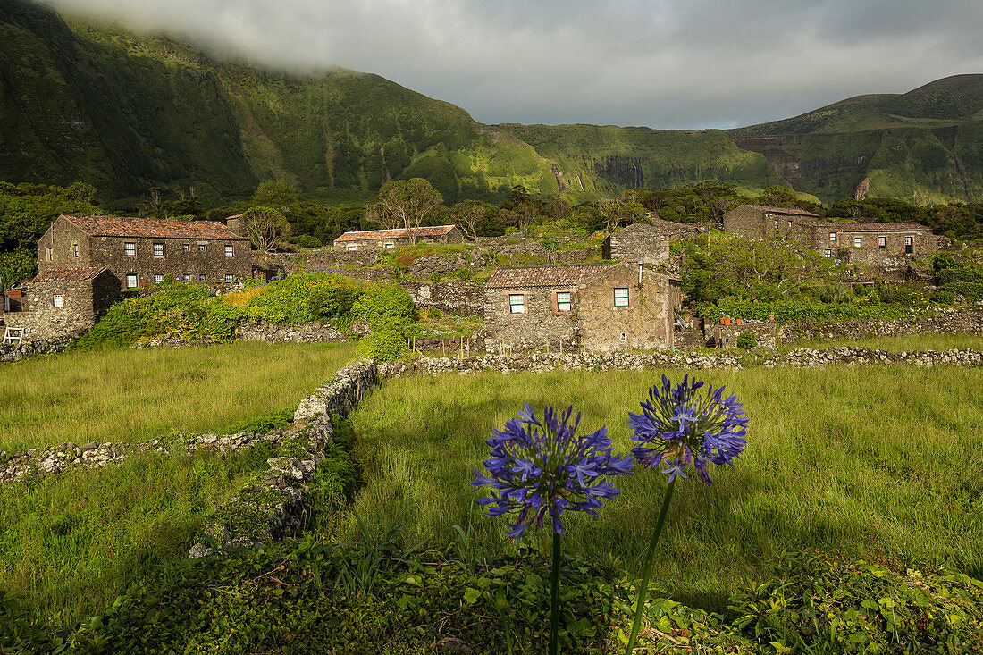 Blumenfeld außerhalb des ländlichen Dorfes, Cuada Village, Flores, Portugal