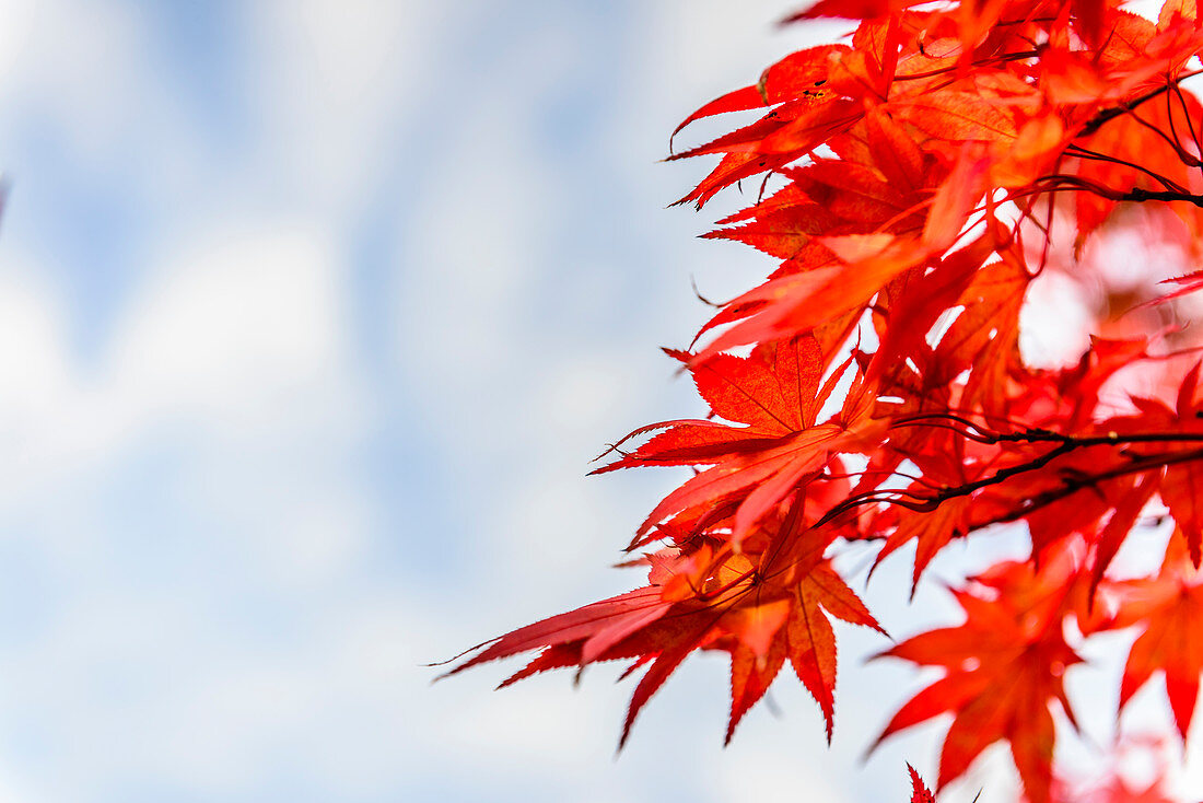 Low angle view of autumn leaves under bleu sky, Kyoto, Japan