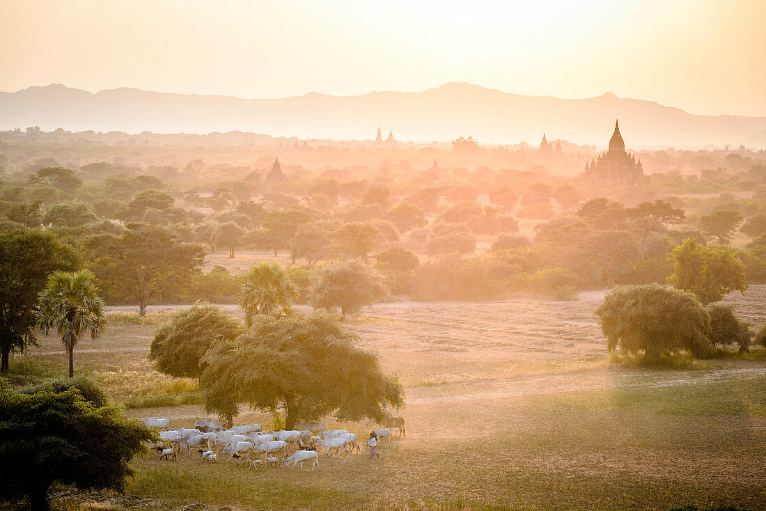 Sheep grazing in misty landscape, Bagan, Myanmar