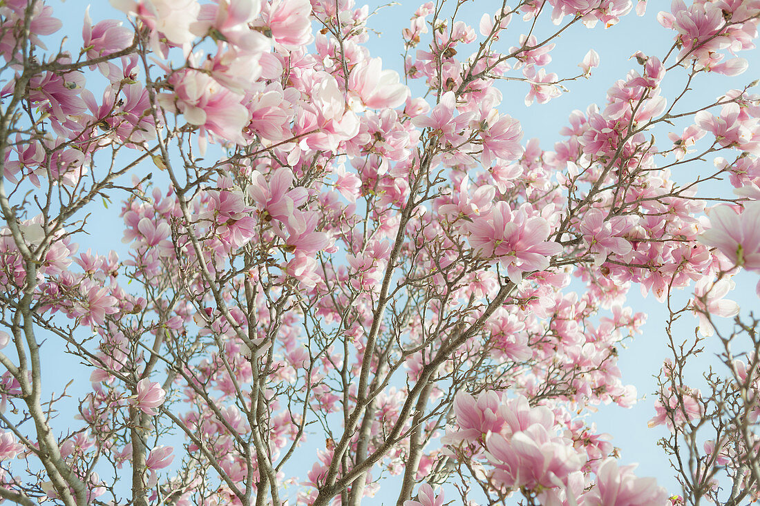 Low angle view of flowering tree branches