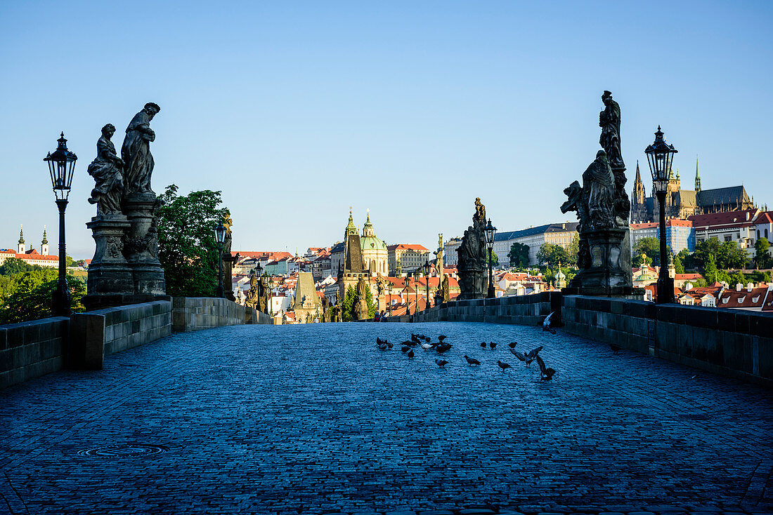 Pigeons on brick path in Prague cityscape, Czech Republic, Prague, Czechoslovakia