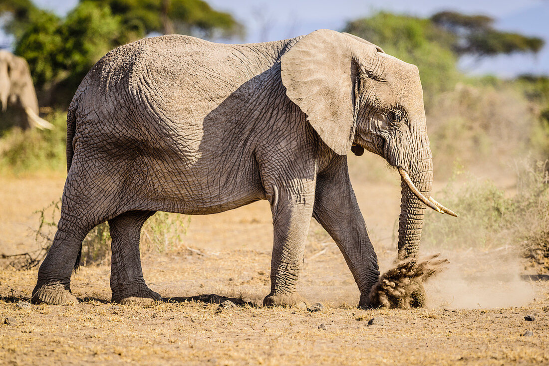 Elefant beim Wandern im Sand, Kenia, Afrika