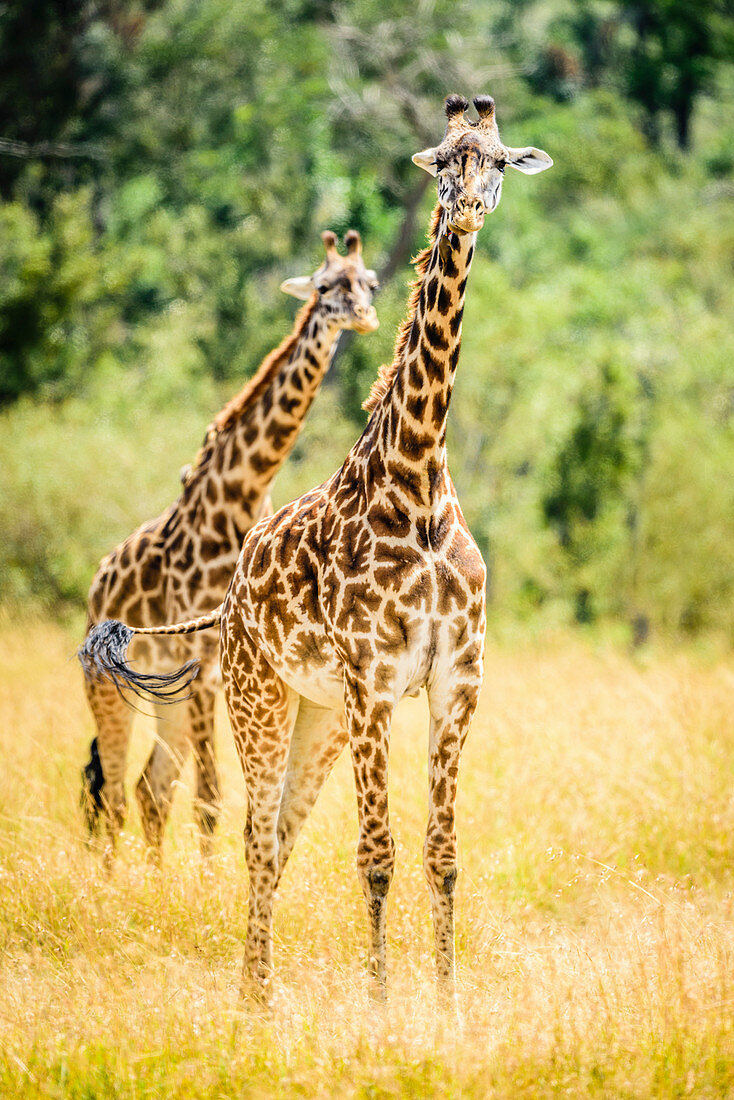 Giraffes walking in savanna, Kenya, Africa
