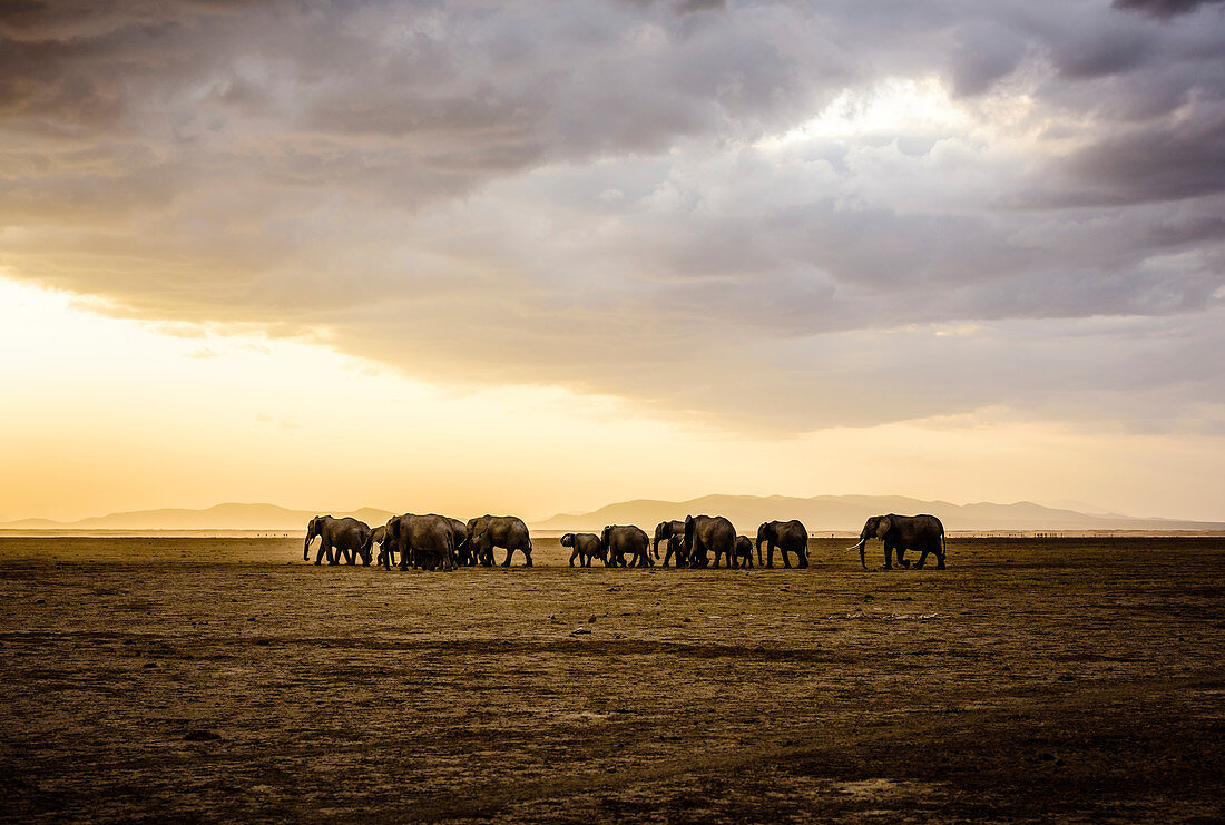Herd of elephants in savanna landscape, Kenya, Africa