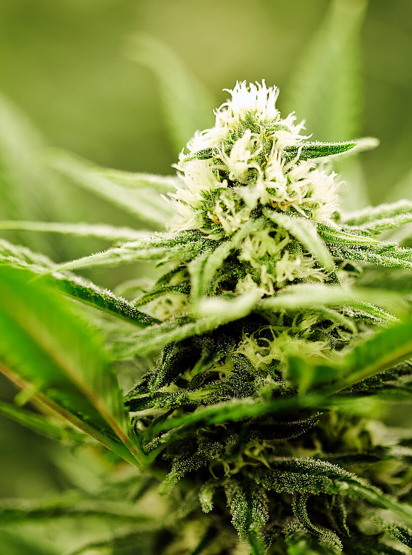 Close up of Cannabis plant, Denver, Colorado, USA
