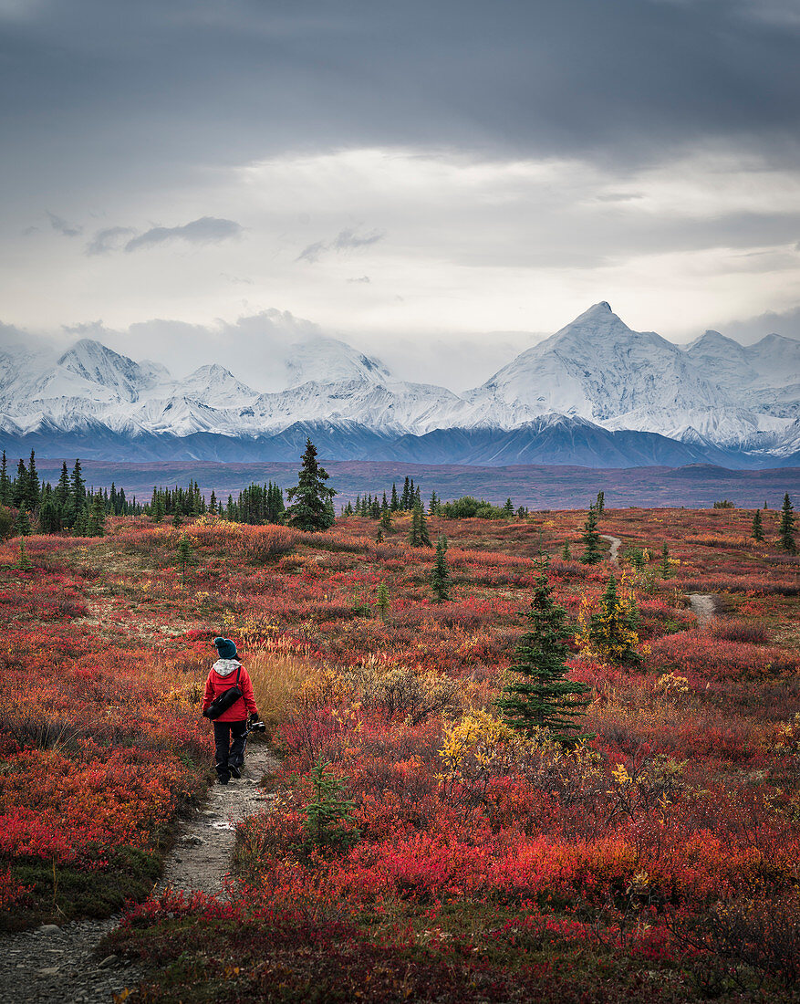 Asiatin wandert in der Nähe von Bergen, Denali, Alaska, USA