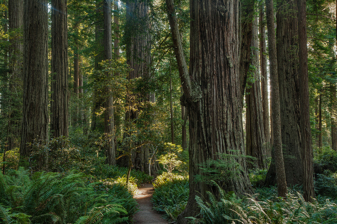 Bäume im State Park Forest, Kalifornien, USA