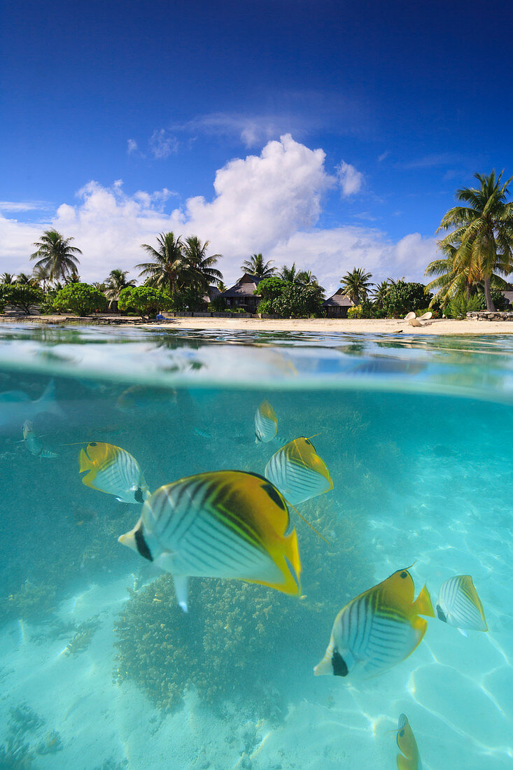 Bunte Fische schwimmen im tropischen Wasser, Bora Bora, Französisch-Polynesien