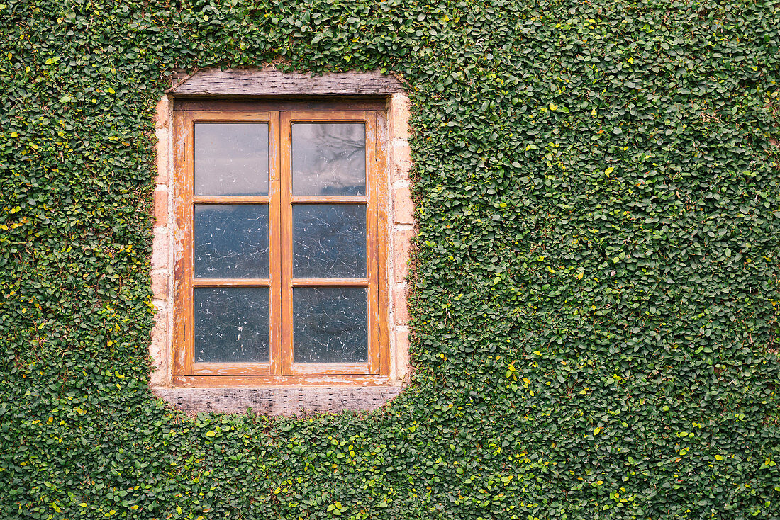 Window on ivy-covered wall