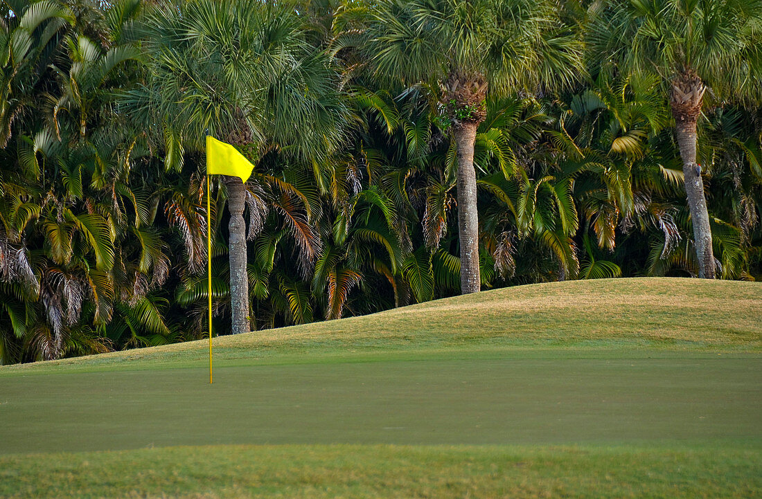 Palm trees growing by golf course