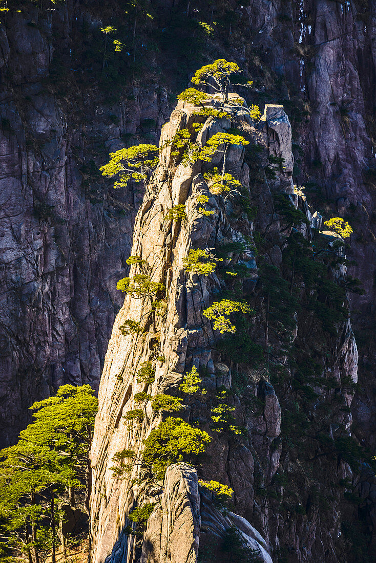 Trees growing on rocky mountains, Huangshan, Anhui, China