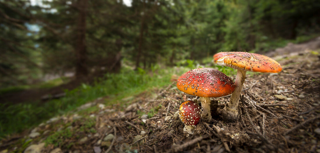 Close up of amanita mushrooms growing in forest