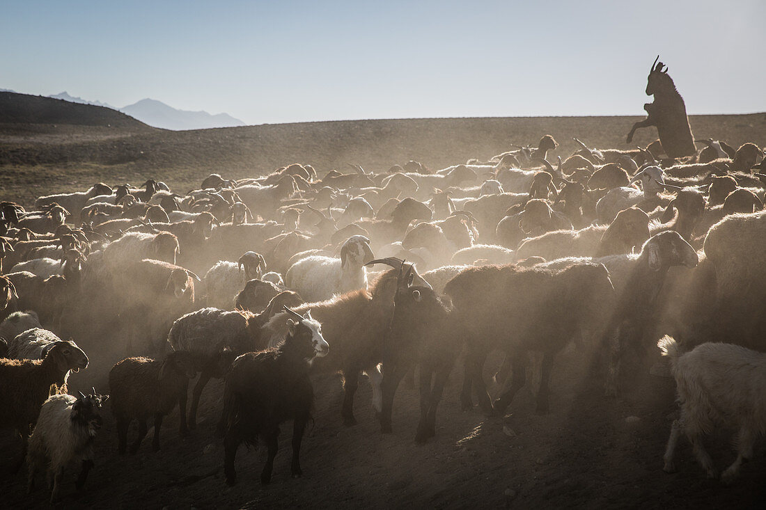 Cattle herds of the Kyrgyz people in the Pamir, Afghanistan, Asia