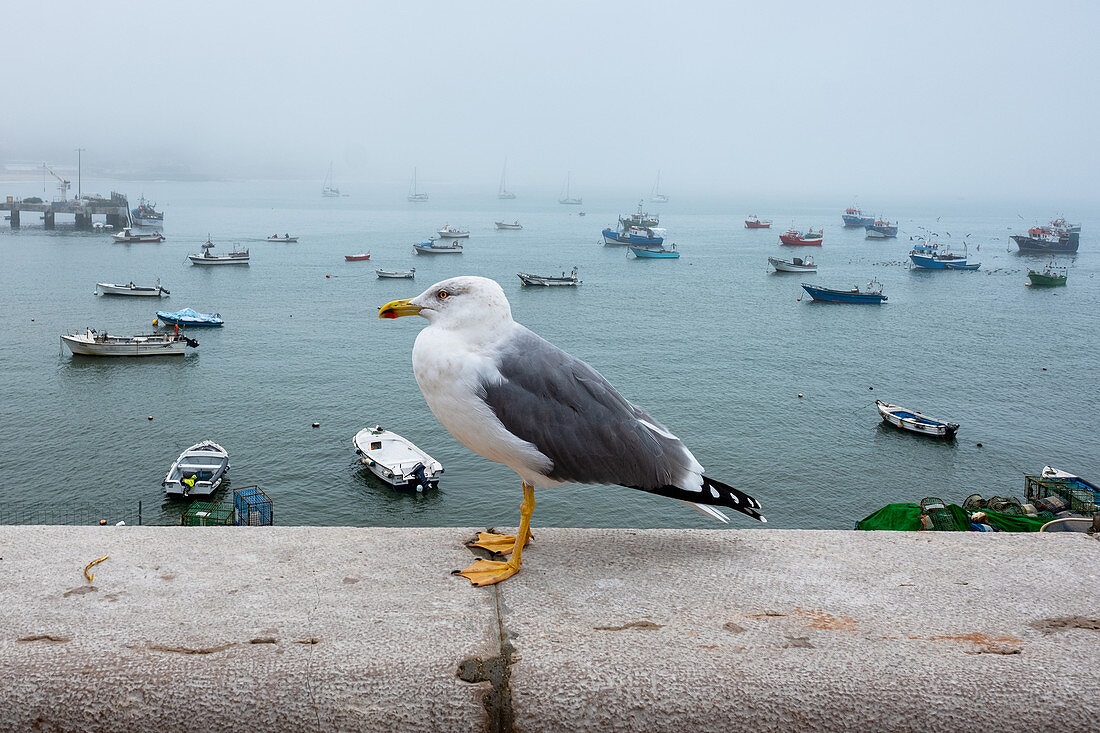 Seagull at the fishing port of Cascais in the fog, Cascais, Portugal